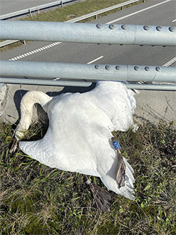 død svane